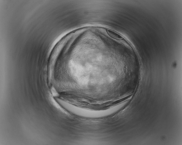 X0000116281100200912211814