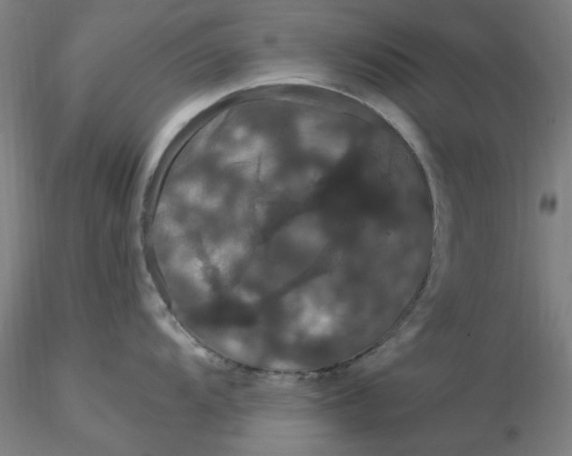 X0000116281104200912211814