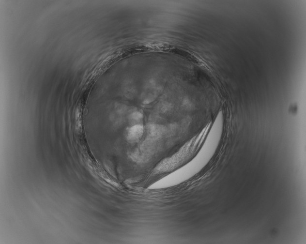 X0000116281106200912211813