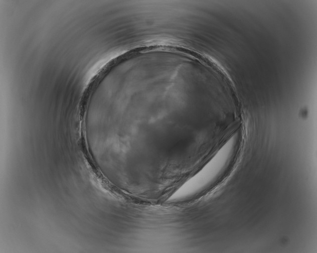 X0000116281117200912211813