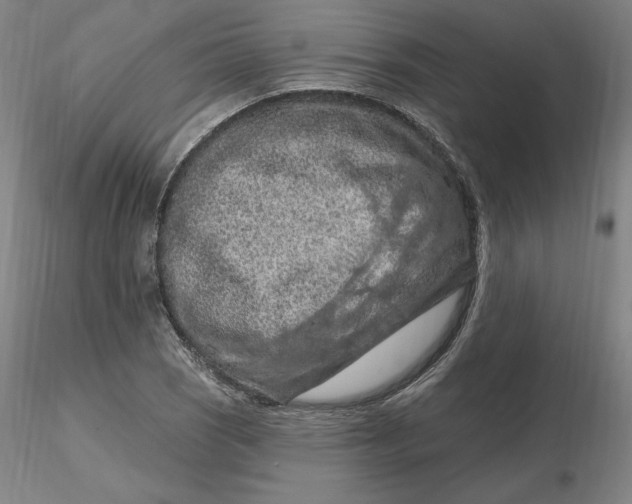 X0000116281121200912211813