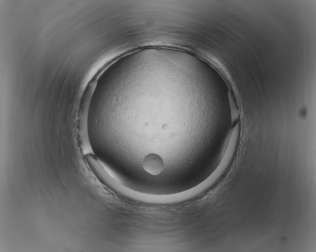 X0000116281138200912211814