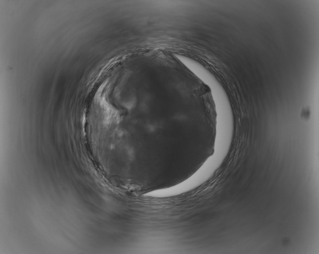 X0000116281155200912211813