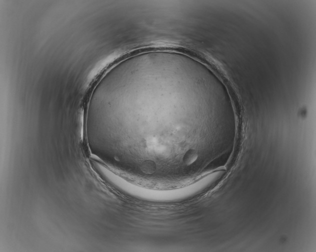 X0000116281171200912211813