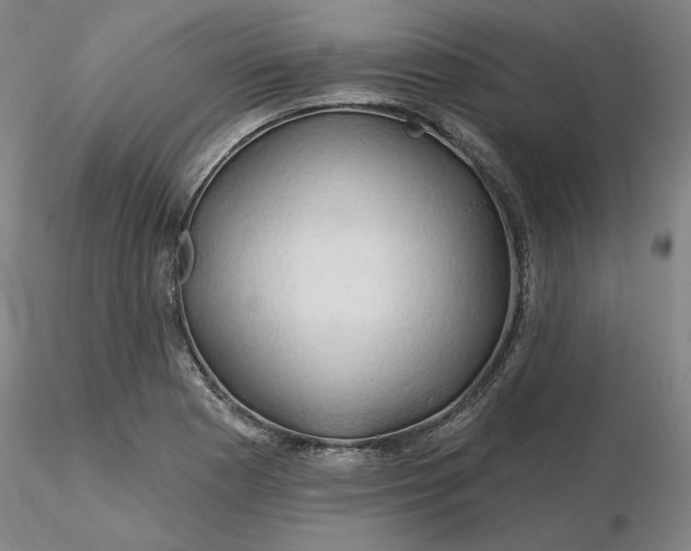 X0000116281177200912211813