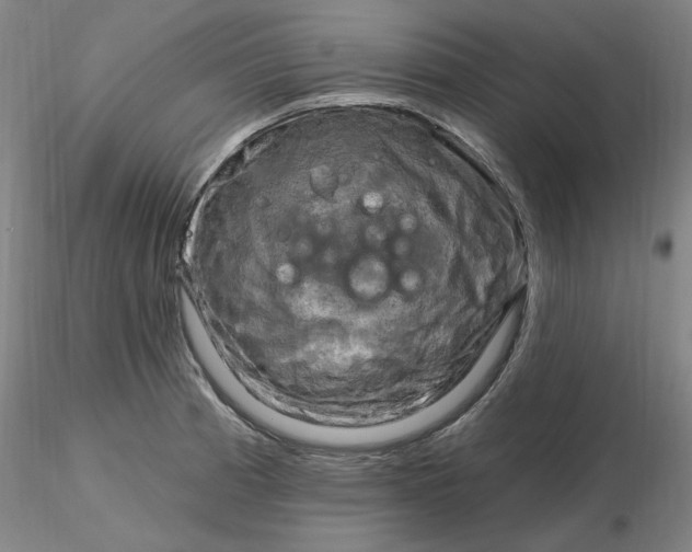 X0000116281185200912211813