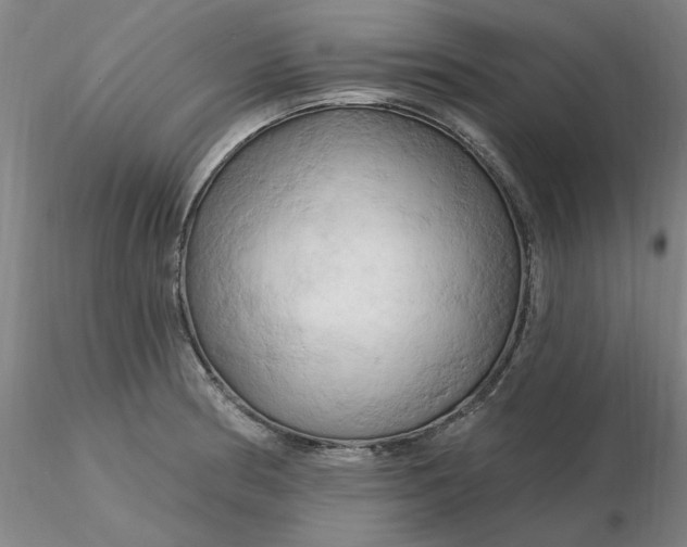 X0000116281186200912211813