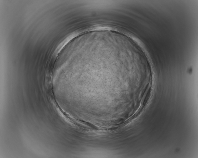 X0000116281193200912211813