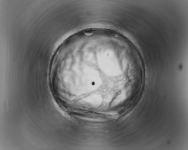 X0000116281237200912211812