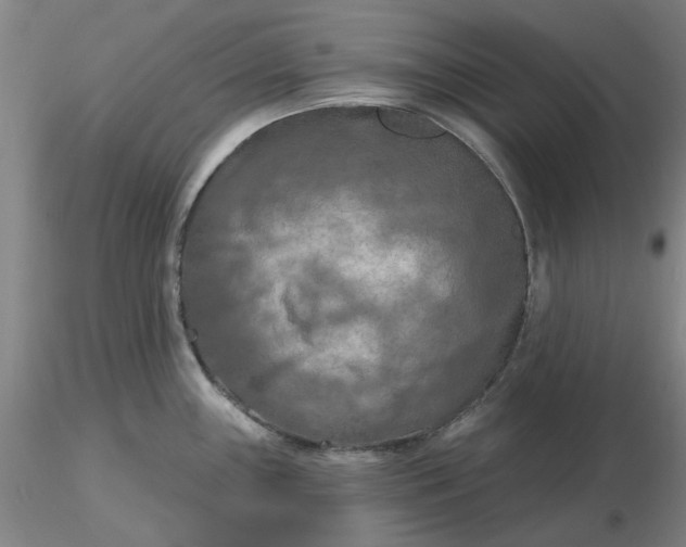 X0000116281243200912211812