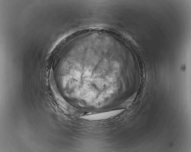 X0000116281256200912211812