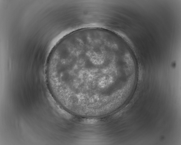 X0000116281278200912211811