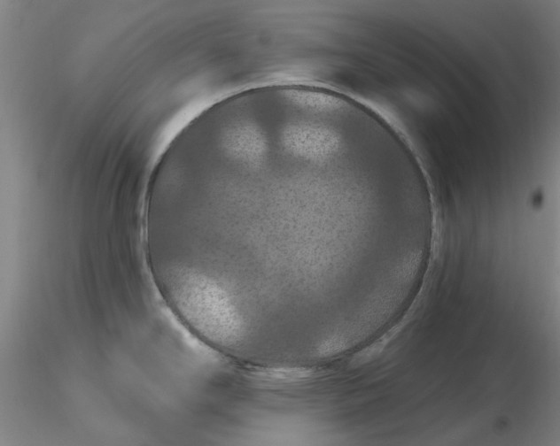 X0000116281294200912211811