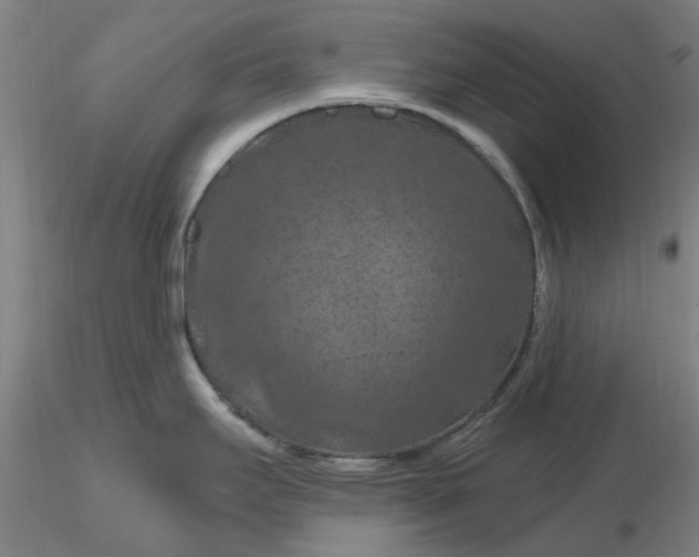 X0000116281295200912211811