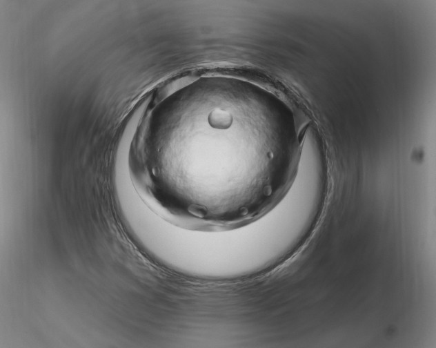 X0000116281353200912211810