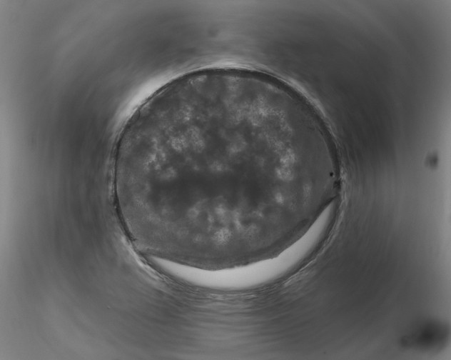 X0000116281367200912211810