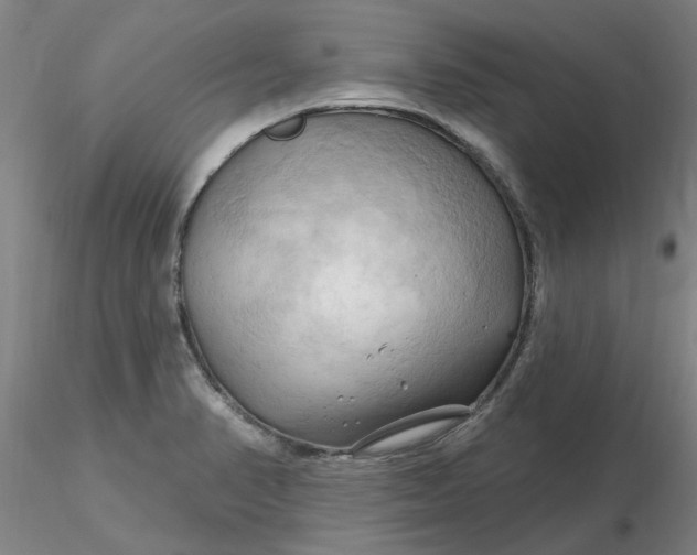 X0000116281374200912211810