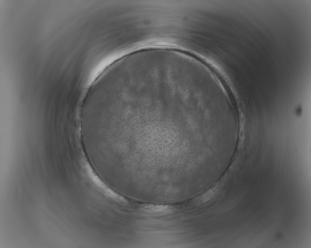 X0000116281382200912211810