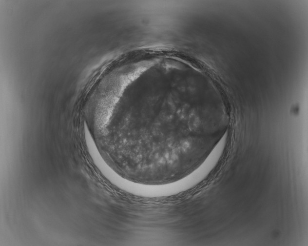 X0000116281398200912211809