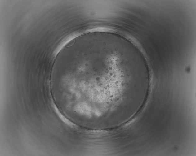 X0000116281425200912211810