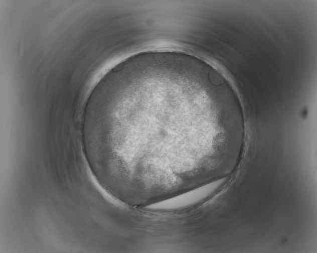 X0000116281429200912211810