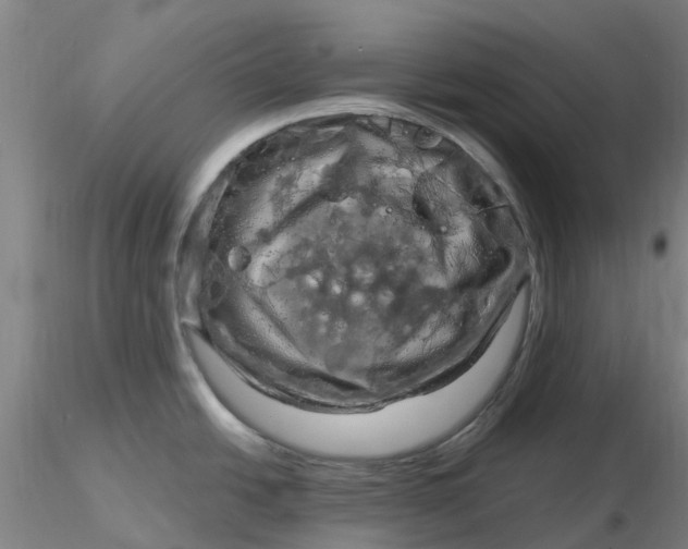 X0000116281438200912211810