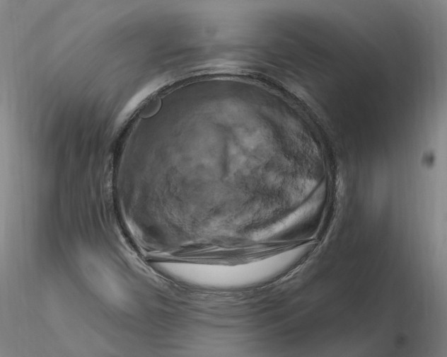 X0000116281450200912211809