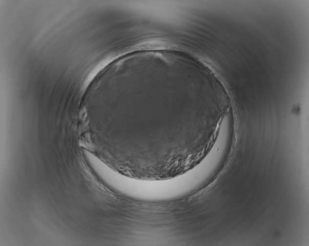 X0000116281465200912211809