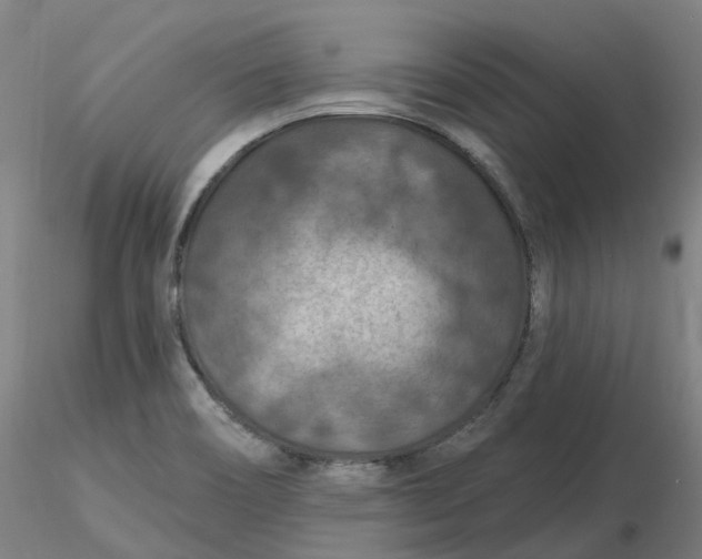 X0000116281466200912211809