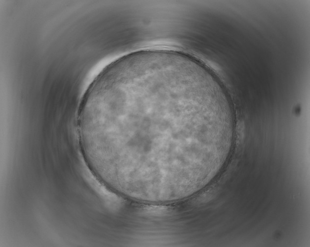 X0000116281470200912211809