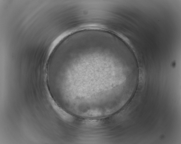 X0000116281474200912211809