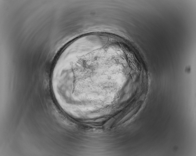 X0000116281505200912211808