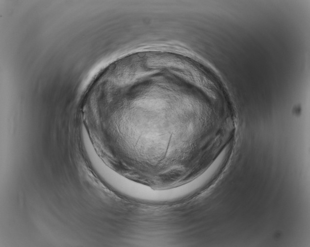 X0000116281506200912211808