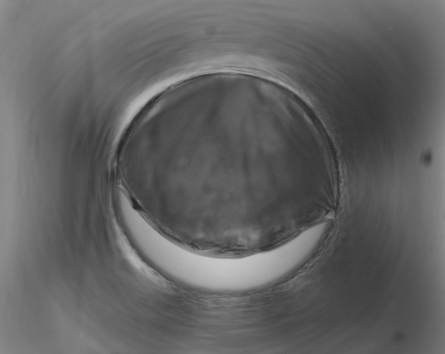 X0000116281515200912211808