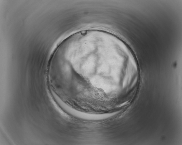 X0000116281525200912211808