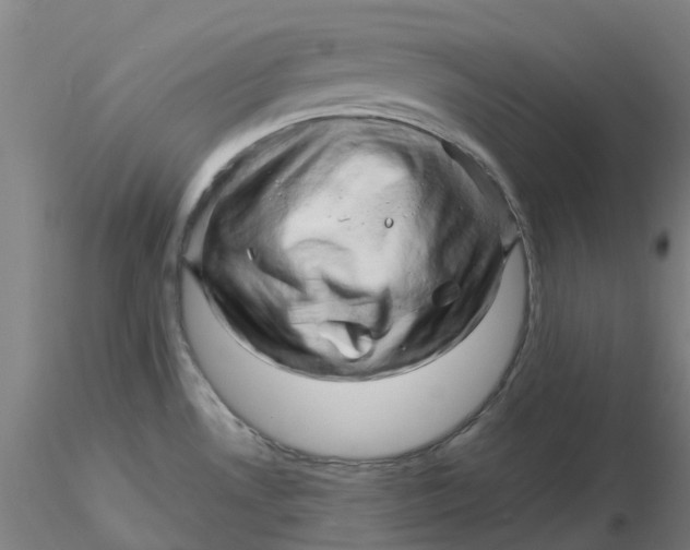 X0000116281530200912211808