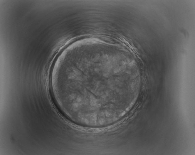 X0000116280002200912291402
