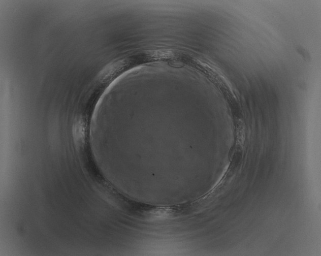 X0000116280124200912291400