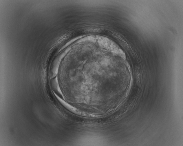 X0000116280729200912291352