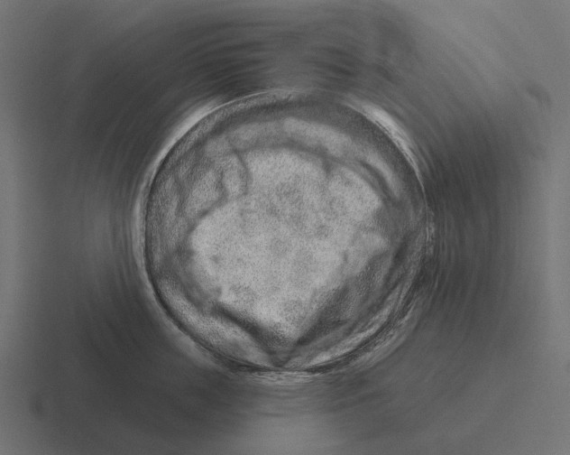 X0000116280859200912291351