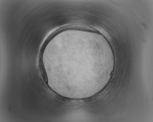 X0000116280912200912291350