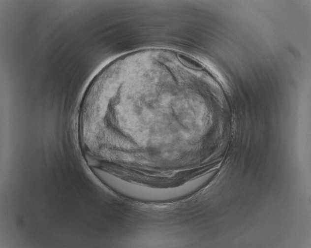 X0000116281100200912291348