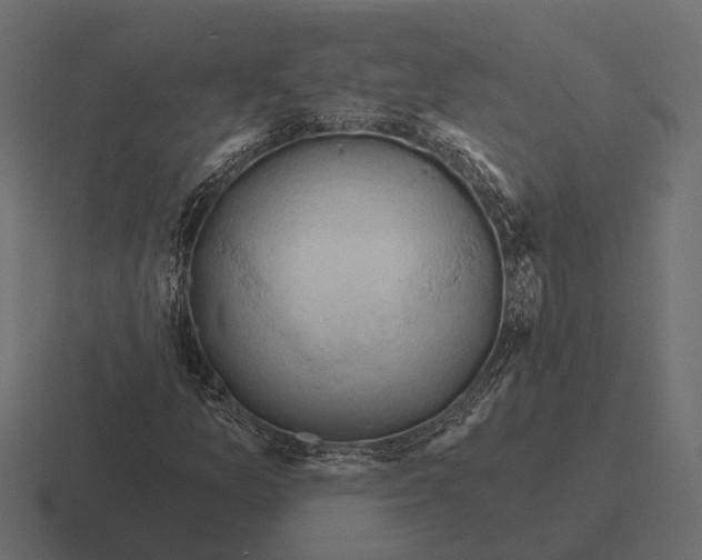 X0000116281157200912291347