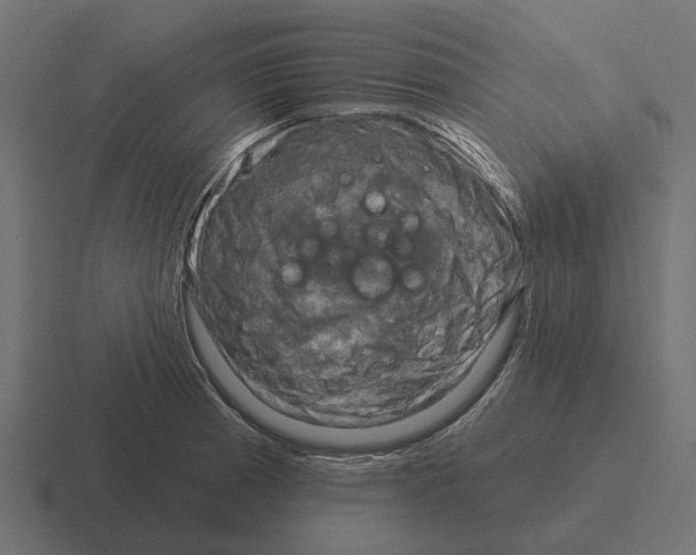 X0000116281185200912291347