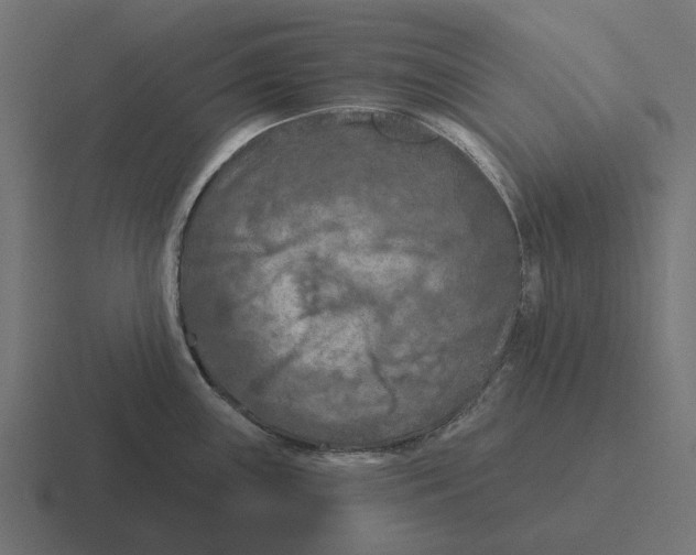 X0000116281243200912291347