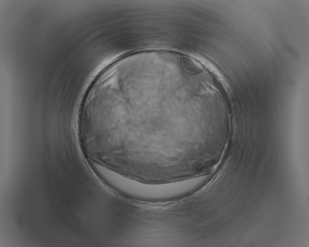 X0000116281333200912291345