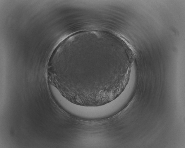 X0000116281465200912291343