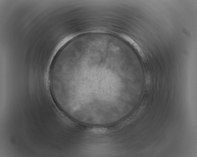 X0000116281466200912291343