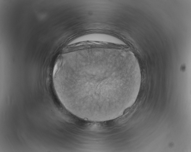 X0000116280074201001111044