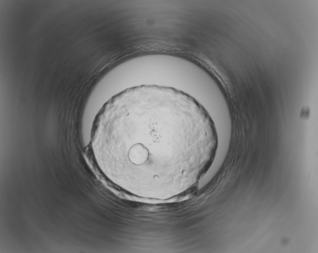 X0000116280117201001111044